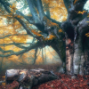 winter tree care