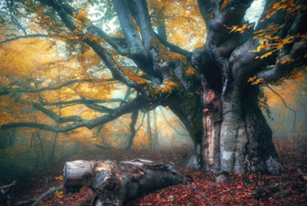 winter tree care