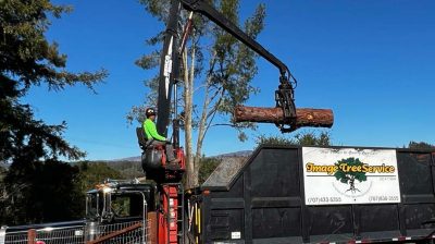 Tree Service Photo