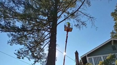 Tree Service Photo